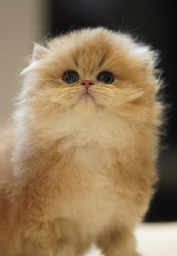 British Longhair Golden Shaded (2 Months) Photo 4 British Longhair Golden Shaded (2 Months)