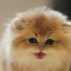 British Longhair Golden Shaded (2 Months) Photo 5 British Longhair Golden Shaded (2 Months)