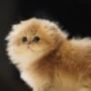 British Longhair Golden Shaded (2 Months) Photo 6 British Longhair Golden Shaded (2 Months)
