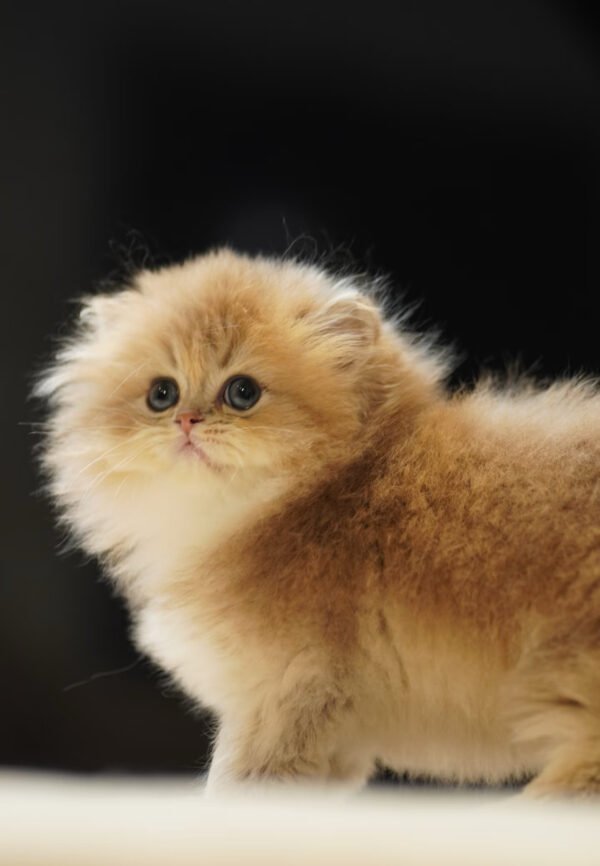 British Longhair Golden Shaded (2 Months) Photo 6 British Longhair Golden Shaded (2 Months)