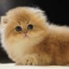 British Longhair Golden Shaded (2 Months) Photo 7 British Longhair Golden Shaded (2 Months)