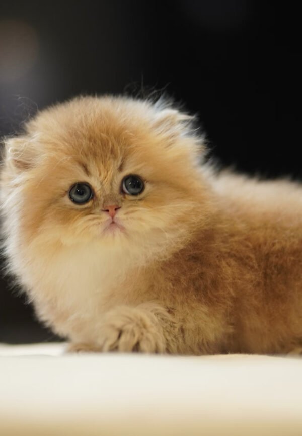 British Longhair Golden Shaded (2 Months) Photo 7 British Longhair Golden Shaded (2 Months)