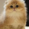 British Longhair Golden Shaded (2 Months) Photo 8 British Longhair Golden Shaded (2 Months)