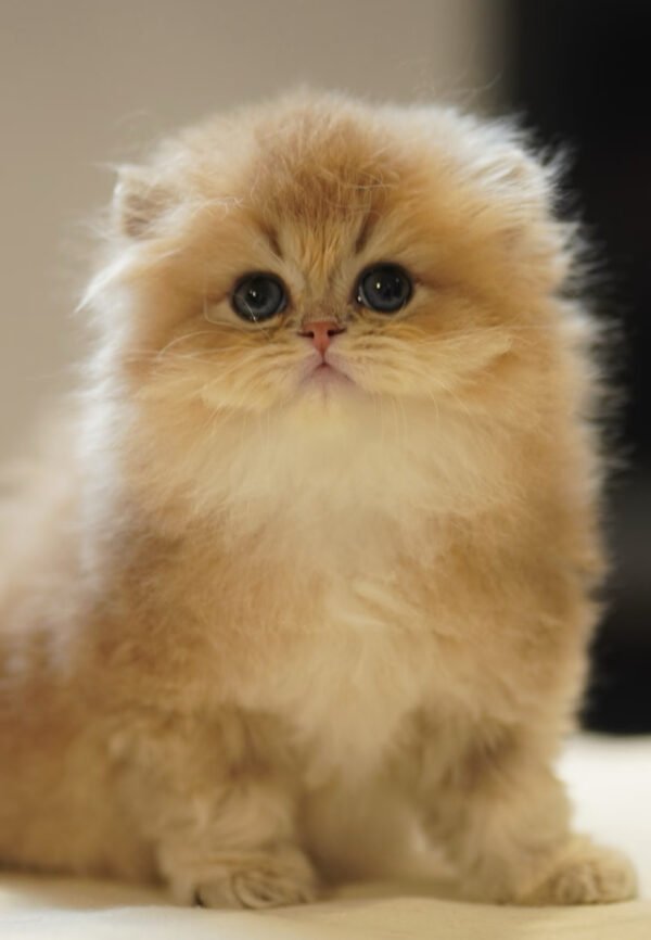 British Longhair Golden Shaded (2 Months) Photo 8 British Longhair Golden Shaded (2 Months)