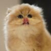 British Longhair Golden Shaded (2 Months) Photo 9 British Longhair Golden Shaded (2 Months)
