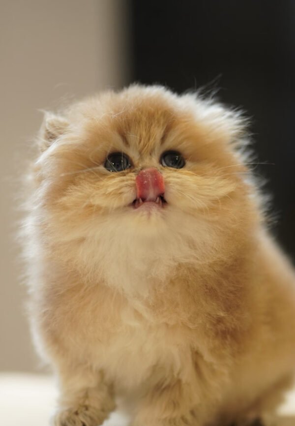 British Longhair Golden Shaded (2 Months) Photo 9 British Longhair Golden Shaded (2 Months)