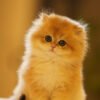British Longhair Golden Shaded (Female)