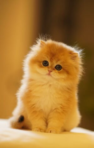 British Longhair Golden Shaded (Female) Photo 1 British Longhair Golden Shaded (Female)