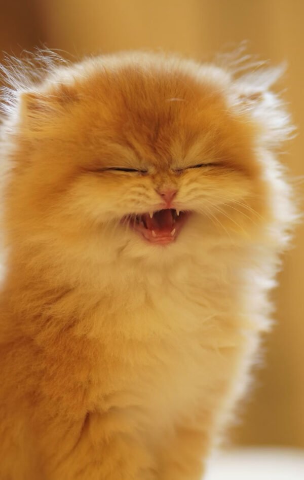 British Longhair Golden Shaded (Female)