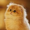 British Longhair Golden Shaded (Female)