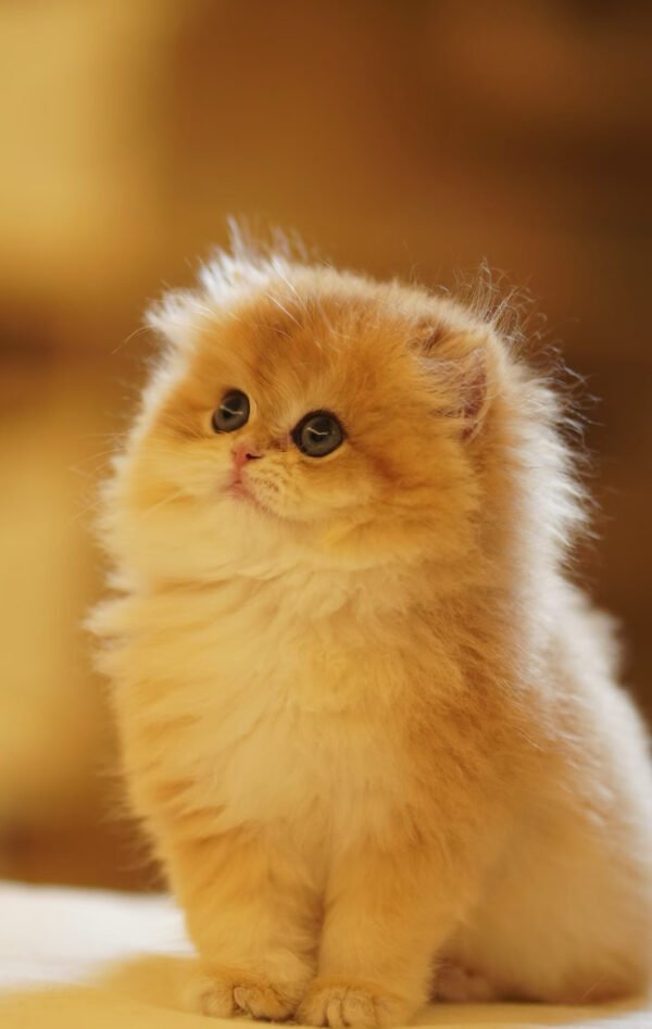 British Longhair Golden Shaded (Female)