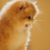 British Longhair Golden Shaded (Female)