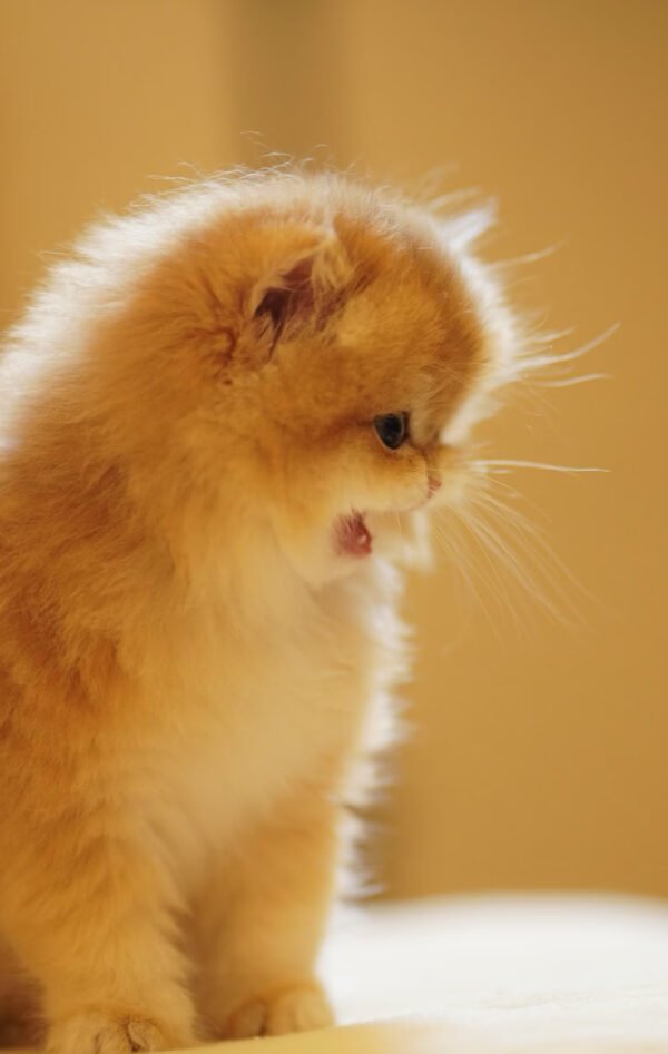 British Longhair Golden Shaded (Female)