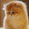 British Longhair Golden Shaded (Female)