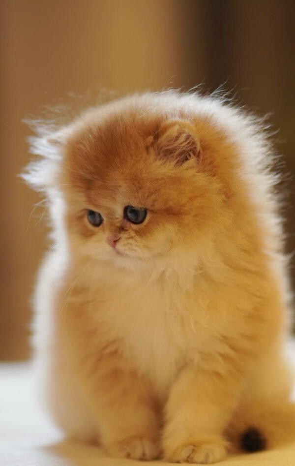 British Longhair Golden Shaded (Female)