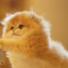 British Longhair Golden Shaded (Female)