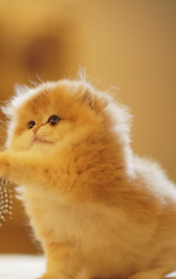 British Longhair Golden Shaded (Female)