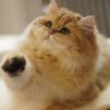 British Longhair Golden Shaded (Male)