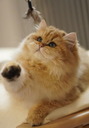 British Longhair Golden Shaded (Male) Photo 1 British Longhair Golden Shaded (Male)