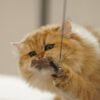 British Longhair Golden Shaded (Male)