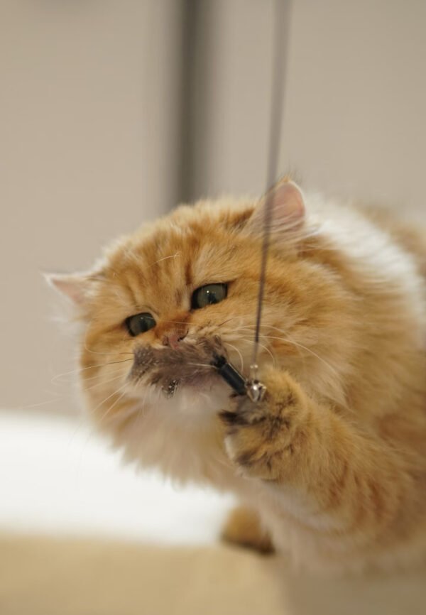 British Longhair Golden Shaded (Male)