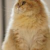 British Longhair Golden Shaded (Male)