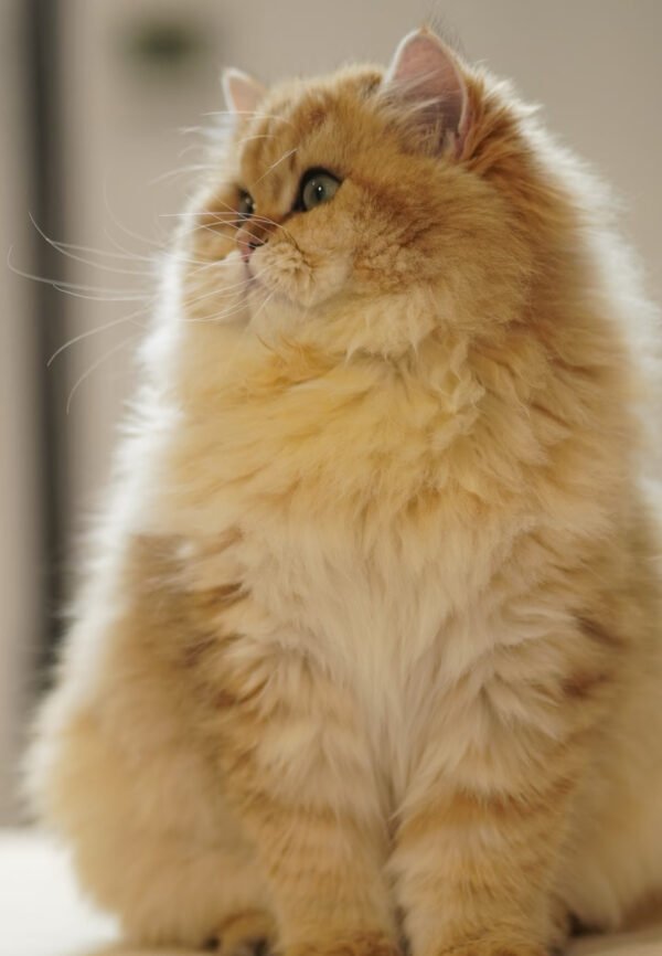 British Longhair Golden Shaded (Male)