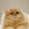British Longhair Golden Shaded (Male)