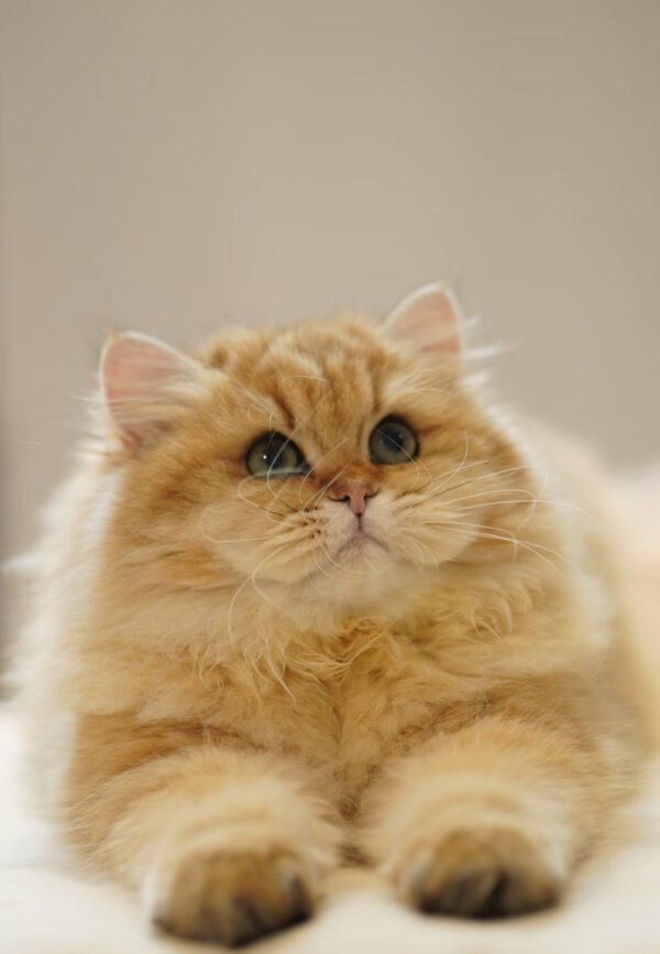 British Longhair Golden Shaded (Male)
