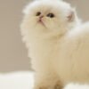 British Longhair Golden Point