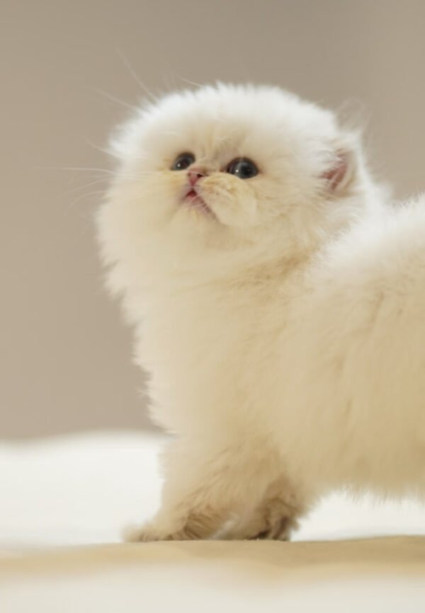 British Longhair Golden Point
