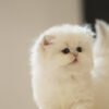 British Longhair Golden Point