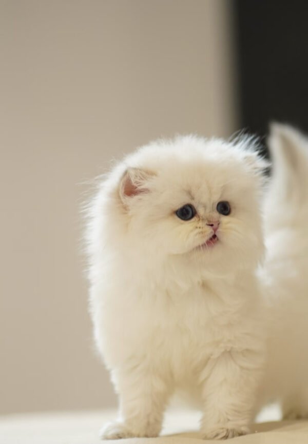 British Longhair Golden Point