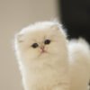 British Longhair Golden Point