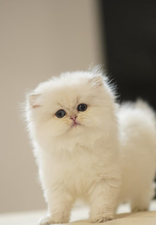 British Longhair Golden Point