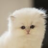 British Longhair Golden Point