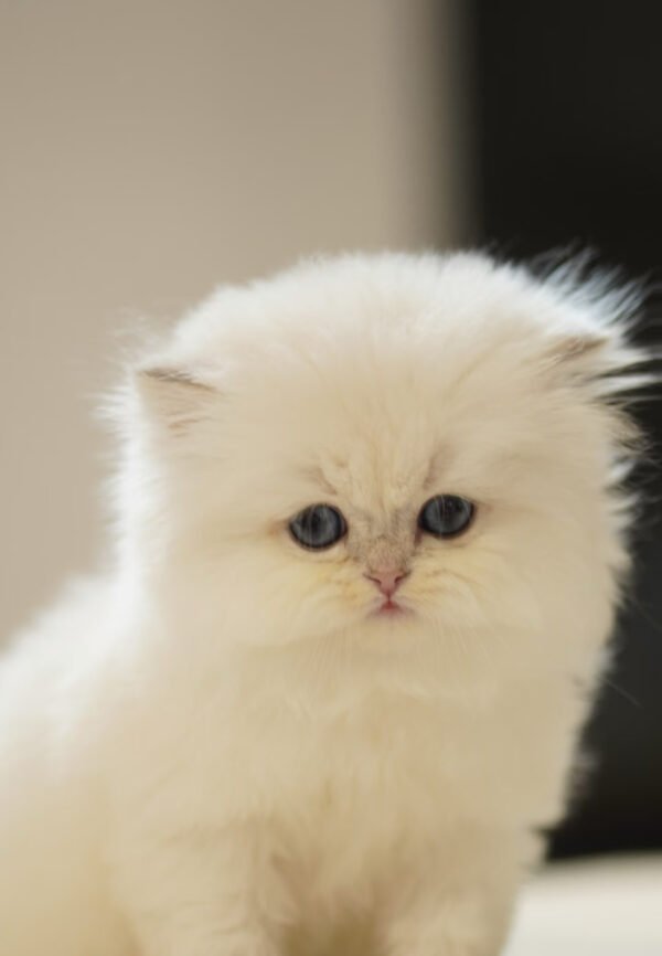 British Longhair Golden Point