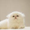 British Longhair Golden Point