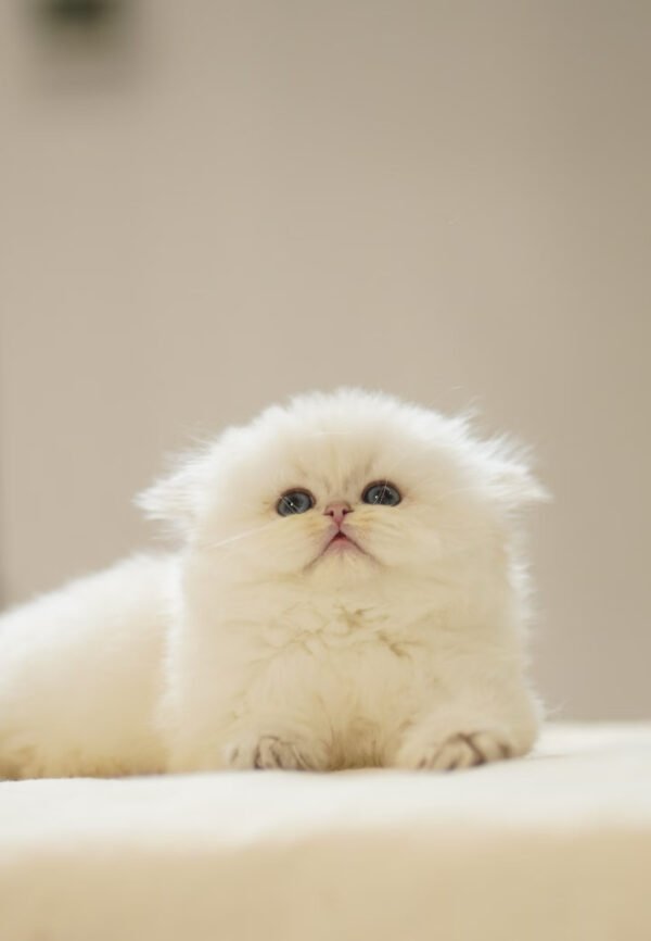British Longhair Golden Point