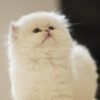 British Longhair Golden Point