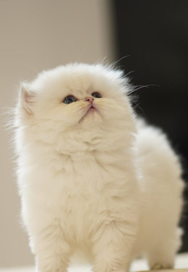 British Longhair Golden Point
