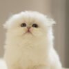 British Longhair Golden Point
