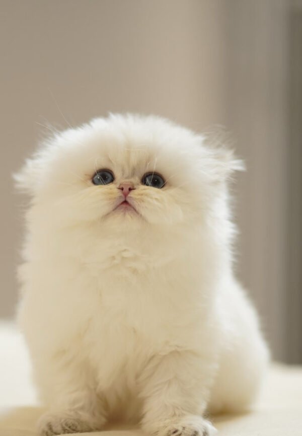 British Longhair Golden Point