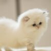 British Longhair Golden Point