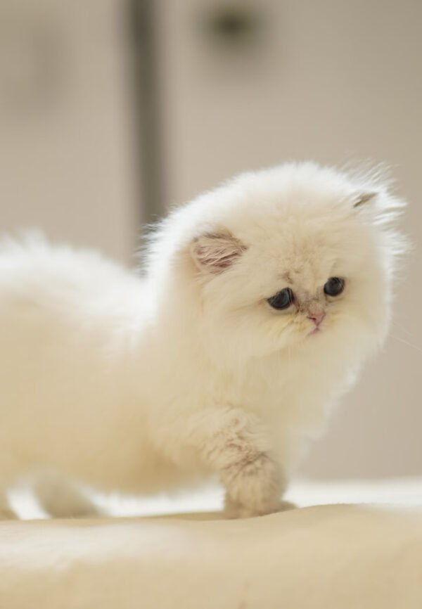 British Longhair Golden Point