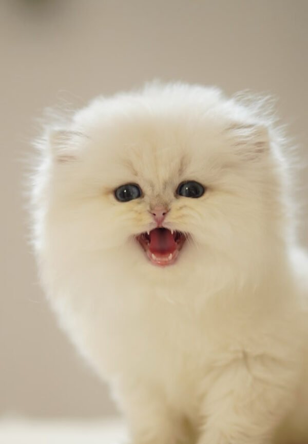 British Longhair Golden Point
